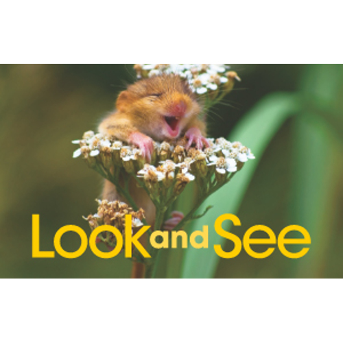 look-and-see-ame-1-activity-book